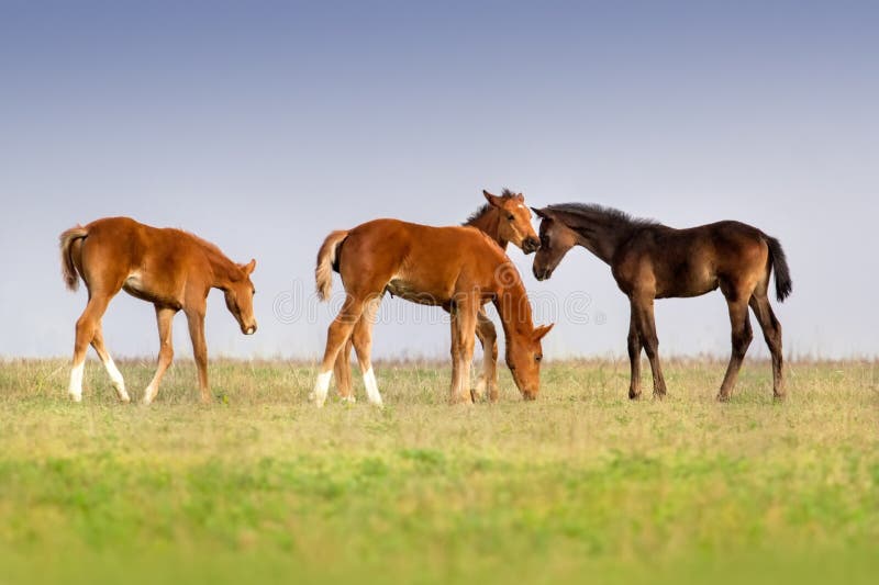Foals on pasture