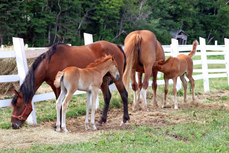 foals φοράδες δύο στοκ φωτογραφίες foals φοράδες δύο στοκ φωτογραφίες