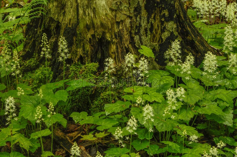 Foamflower, Tiarella Cordifolia, in fioritura che cresce nel Adirond fotografie stock libere da diritti Foamflower, Tiarella Cordifolia, in fioritura che cresce nel Adirond fotografie stock libere da diritti