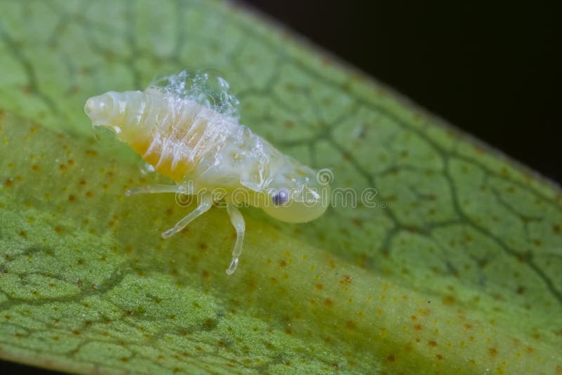 A foamy spittle bug on a plant