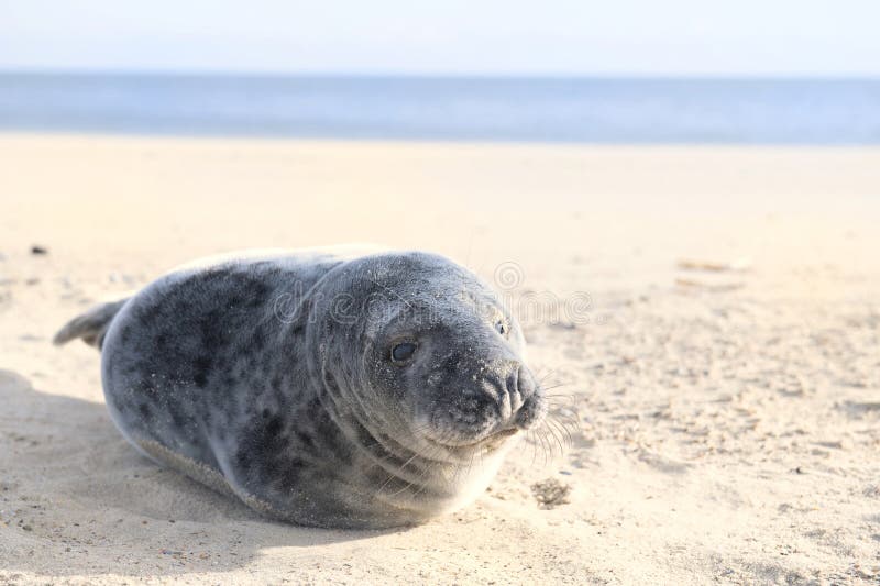 Foca sulla spiaggia olandese. Una foca unica sulla spiaggia