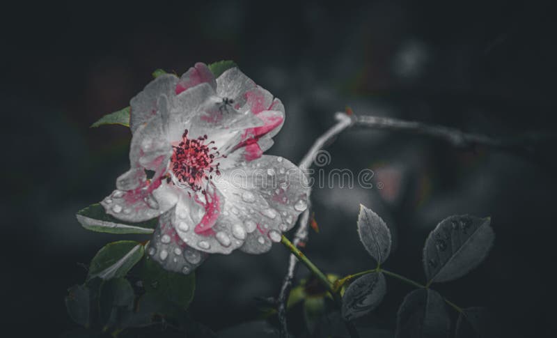 Focalizare ușoară a unei imagini în amestec de culori alb-negru royalty free stock image