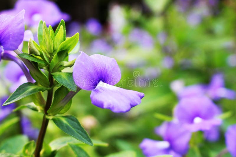 Foco ascendente y selectivo del cierre con los colores violetas o púrpuras de la flor hermosa que florecen en fondo de la hoja de imagen de archivo libre de regalías Foco ascendente y selectivo del cierre con los colores violetas o púrpuras de la flor hermosa que florecen en fondo de la hoja de imagen de archivo libre de regalías