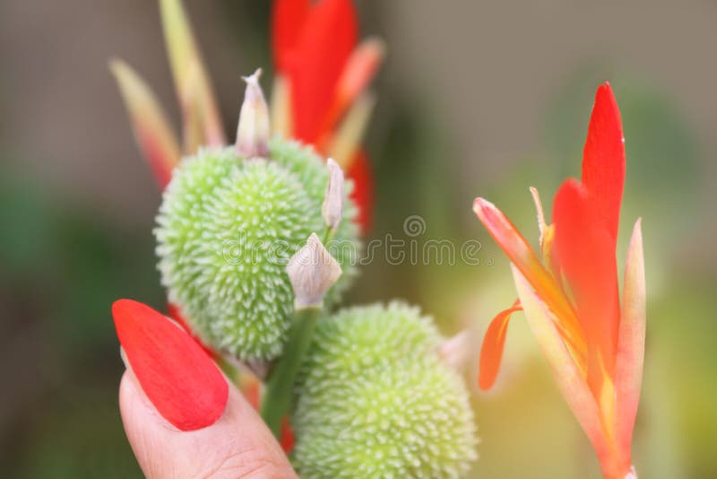 Foco borroso y suave de la suavidad abstracta de las uñas del maquillaje por el pétalo de la flor del tiro indica, indio de Canna fotografía de archivo Foco borroso y suave de la suavidad abstracta de las uñas del maquillaje por el pétalo de la flor del tiro indica, indio de Canna fotografía de archivo