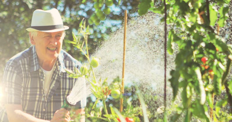 Foco de luz frente a plantas caucásicas de agua sénior en el jardín almacen de metraje de vídeo