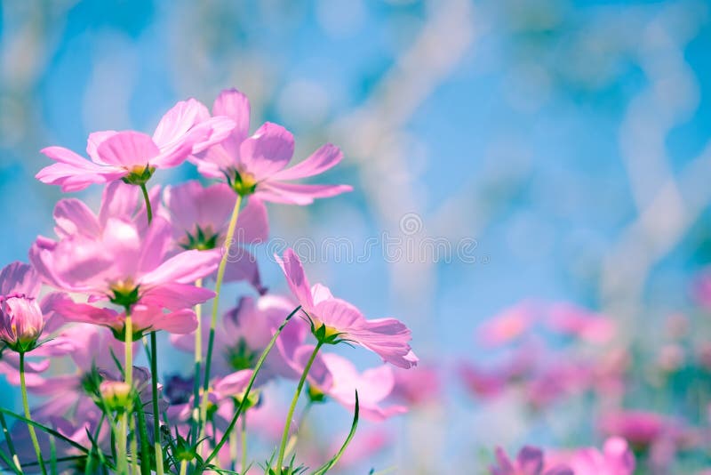 Foco flexível seletivo do lindo campo de flores cor-de-rosa no fundo do campo floral exterior com luz solar Cosmo colorido