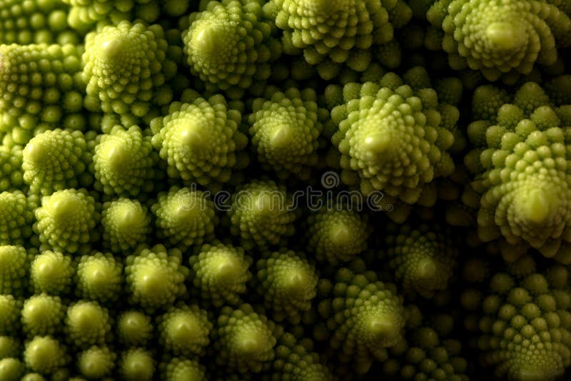 Foco macro de la col fresca del romanesco, selectivo vegetal imágenes de archivo libres de regalías Foco macro de la col fresca del romanesco, selectivo vegetal imágenes de archivo libres de regalías