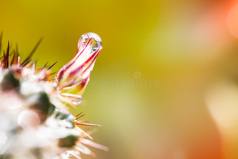 Foco selectivo de la gotita en la flor del cactus fotografía de archivo Foco selectivo de la gotita en la flor del cactus fotografía de archivo
