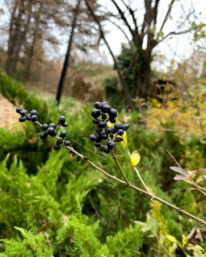 Foco selectivo de racimo de bayas negras de prado silvestre común en el bosque de principios de otoño fotos de archivo