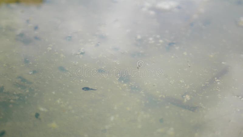 Foco seletivo da superfície de água de um pântano cheio de girinos de rãs