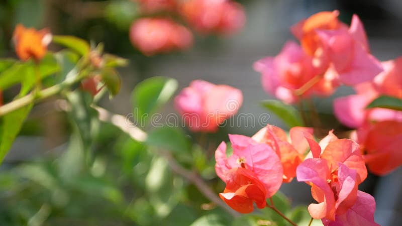Foco seletivo das flores laranja avermelhadas do exterior, Bougainvillea, plantadas ao ar livre