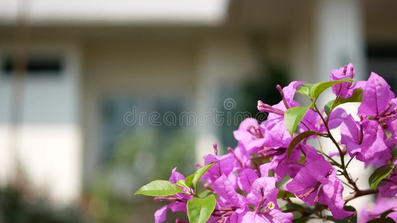 Foco seletivo das flores roxas, cor-de-rosa, Bougainvillea, plantadas fora para decorar uma casa
