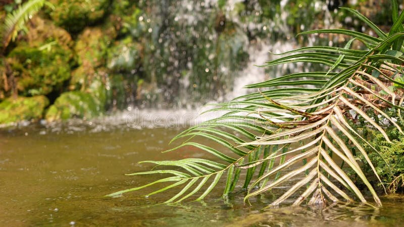 Foco seletivo de uma folha de palma natural num pequeno fluxo de água proveniente de uma cascata no fundo turvo