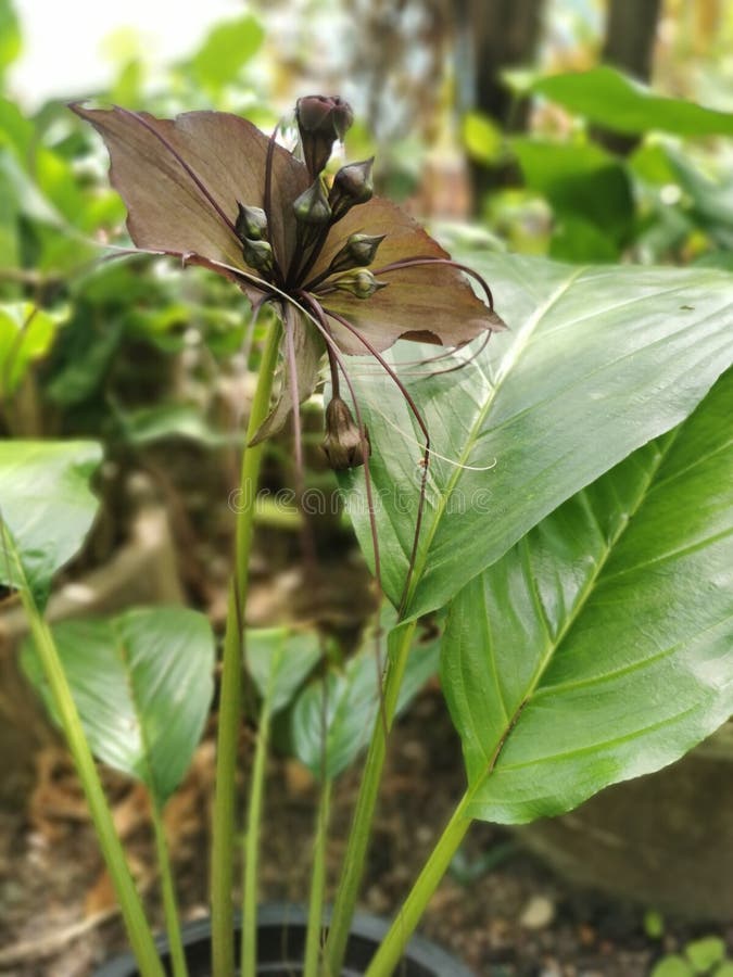 Foco Seletivo No Ponto Central Da Flor Do Morcego Ou Da Lily Negra Ou Tacca  Chantrieri Andre No Jardim Imagem de Stock - Imagem de wildlife, chuva:  233080459