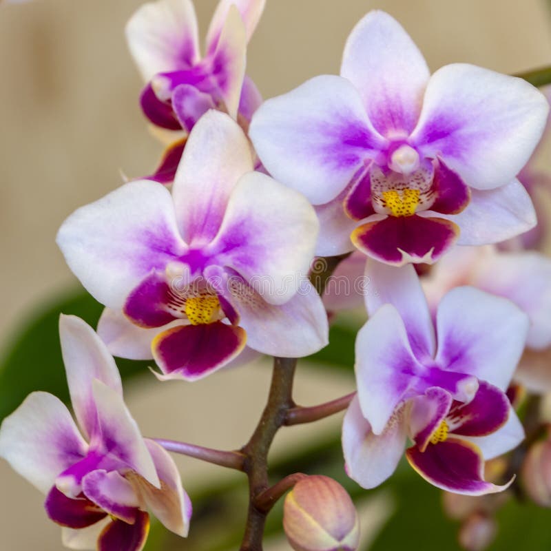 Foco suave de la rama hermosa de las mini orquídeas Brother Pico Sweetheart del color doble El Phalaenopsis, orquídea de polilla fotografía de archivo libre de regalías Foco suave de la rama hermosa de las mini orquídeas Brother Pico Sweetheart del color doble El Phalaenopsis, orquídea de polilla fotografía de archivo libre de regalías