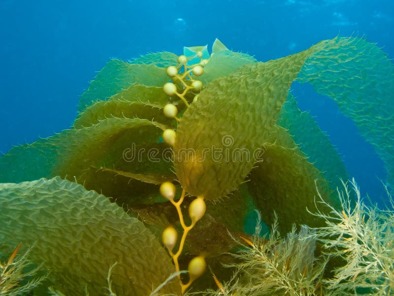 Underwater Shot of Growing Kelp