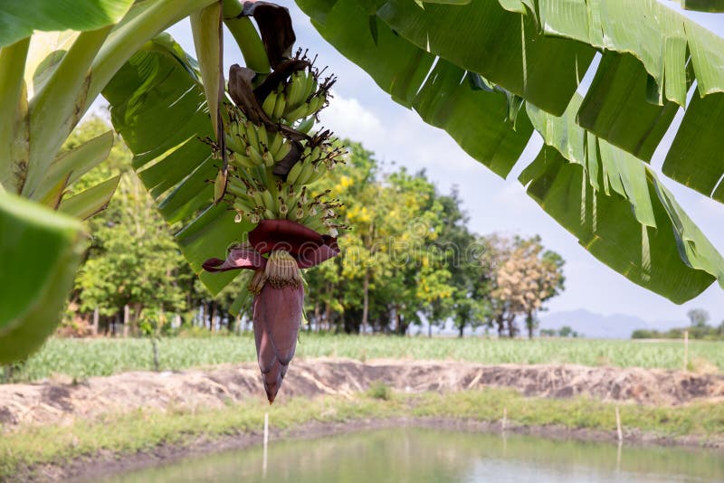 Focus a banana bud on tree with green grass field background. Asian super fruit. Tropical fruits. image for background