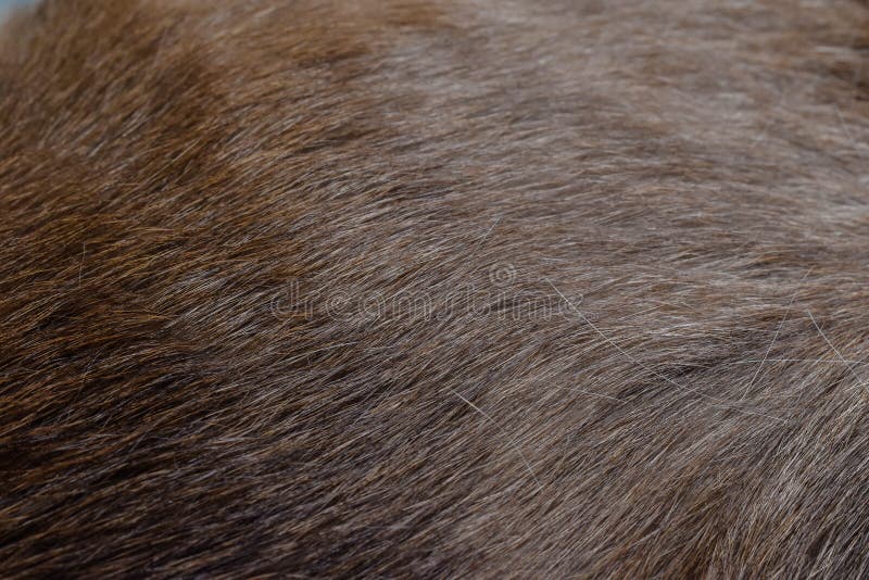 Focus of Cats Hairs , Cat Fur Texture Stock Image Image of surface, backdrop 213936653