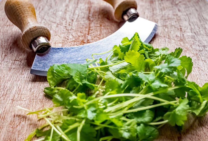 Double Handed Herb Chopper and Green Leaves with Selective Focus on Chopper  Stock Photo - Image of coriander, freshness: 172190506