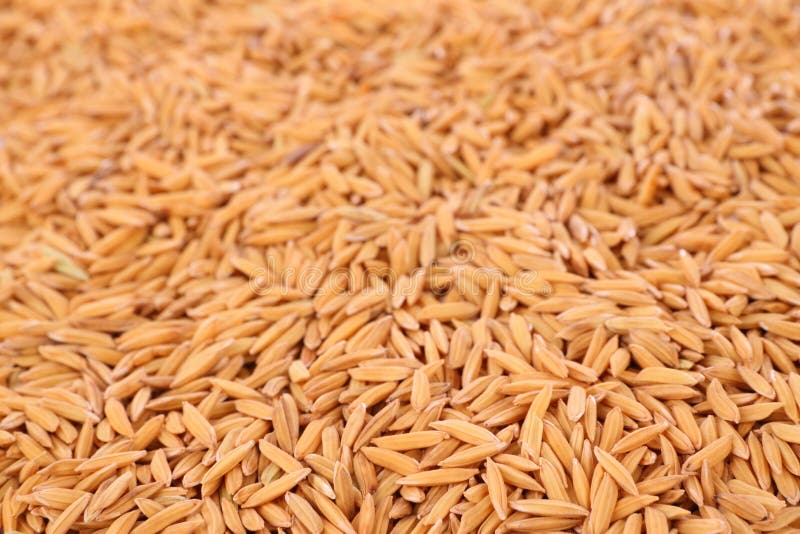 Paddy Dry Rice Seed Pile Sack Stock Photo Image of pile, paddy 41624316