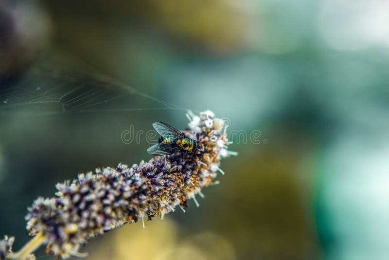 Focus Photography of Fly on Flower stock photography