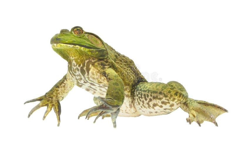 Focus Stacked Bull Frog Isolated on White royalty free stock photos