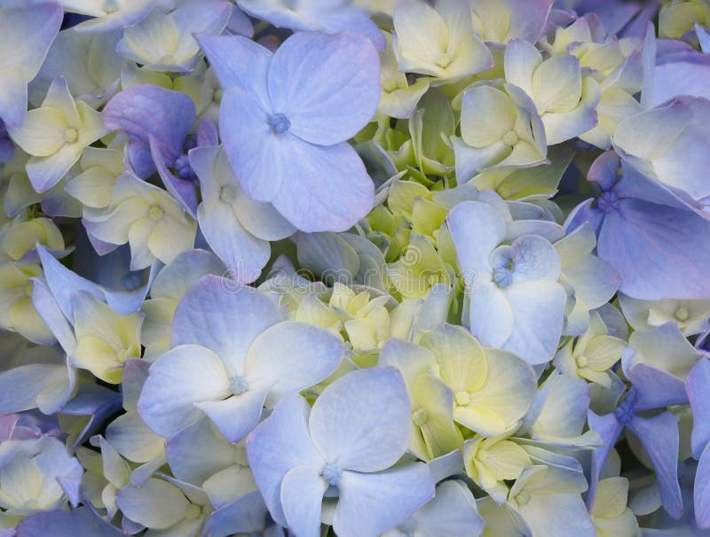 Focus Stacked Closeup of Violet and Yellow Hydrangea royalty free stock image