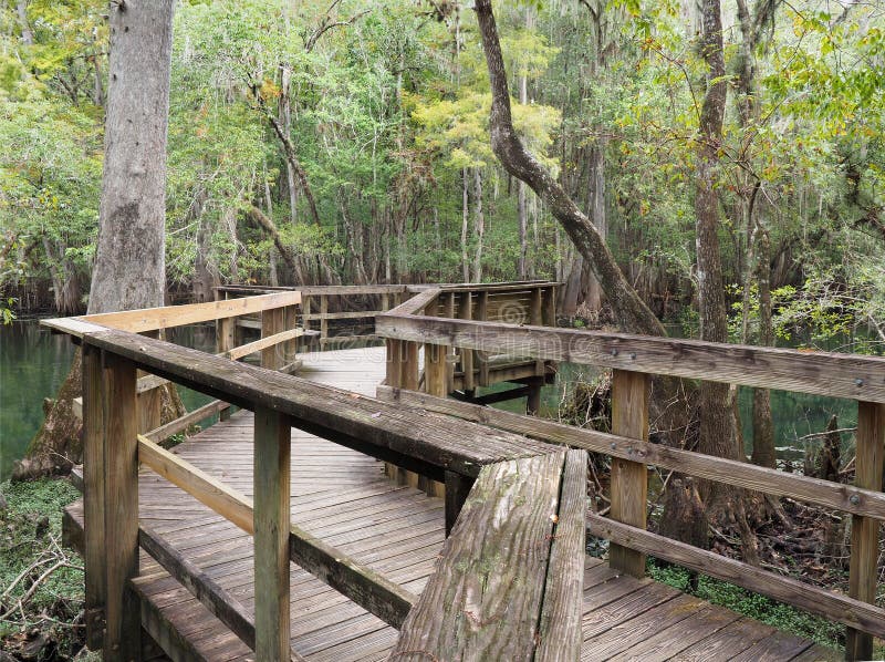 Focus Stacked Image of the Boardwalk at Manatee Springs, Florida royalty free stock image