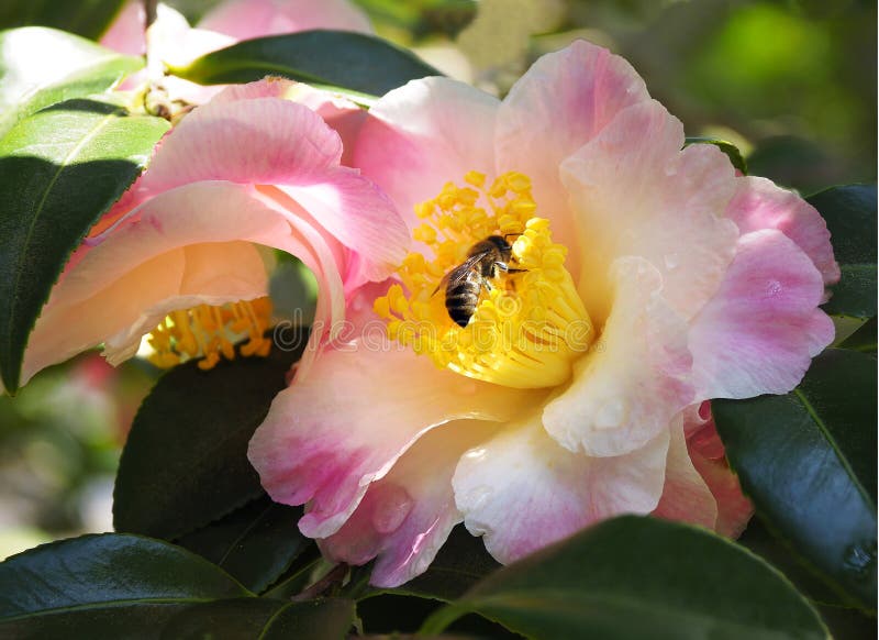Focus Stacked Image Of Pink and White Camellia with Honey Bee stock photo