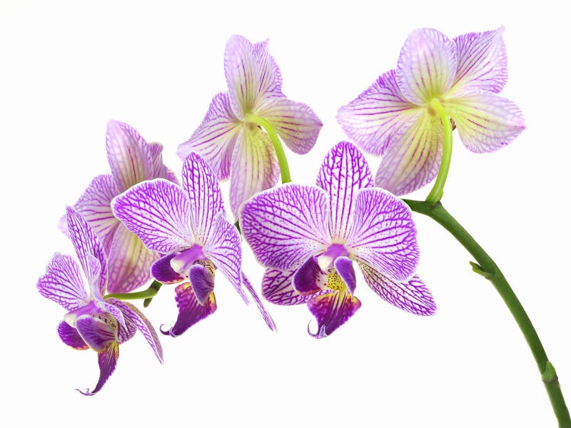 Focus Stacked Image of Purple and White Orchids Isolated on Whit royalty free stock photography