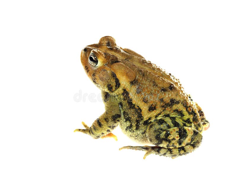 Focus Stacked Image of a Southern Toad Isolated on White stock photography