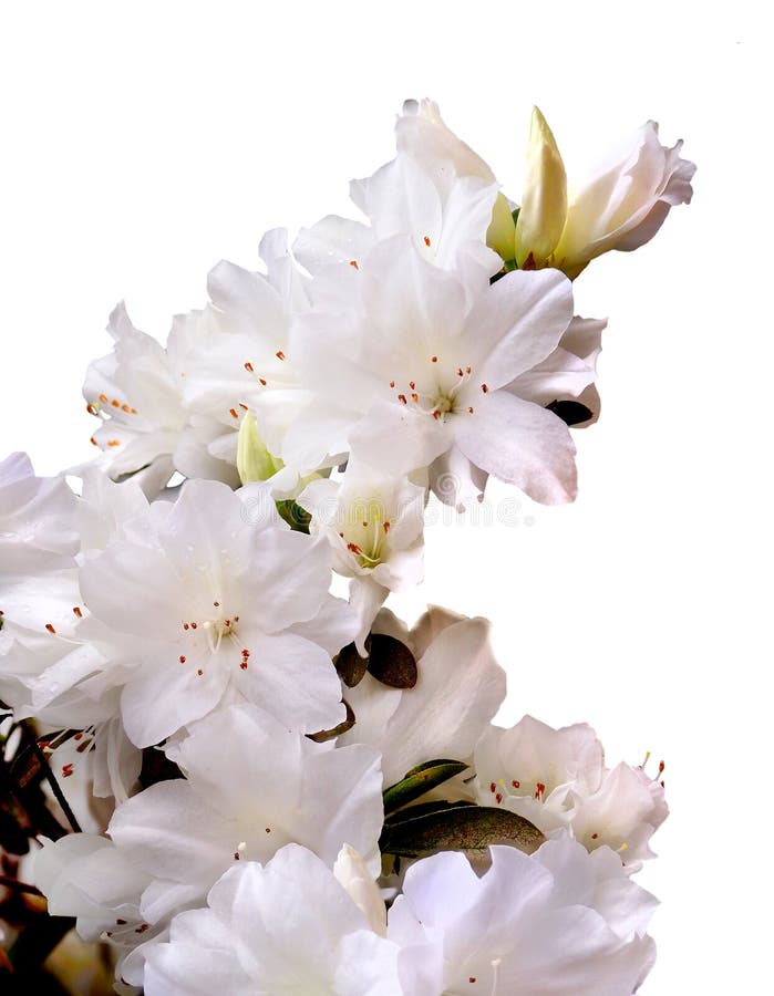 Focus Stacked Image of White Azaleas Isolated on White stock image