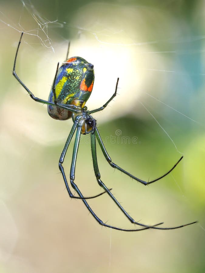 Focus Stacked Macro Image of a Tiny Orchard Spider and It`s Web stock images