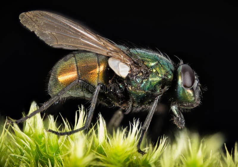 Focus Stacking - Common Green Bottle Fly, Greenbottle Fly, Flies