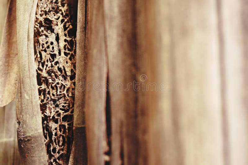 Focus on termite nest royalty free stock photo