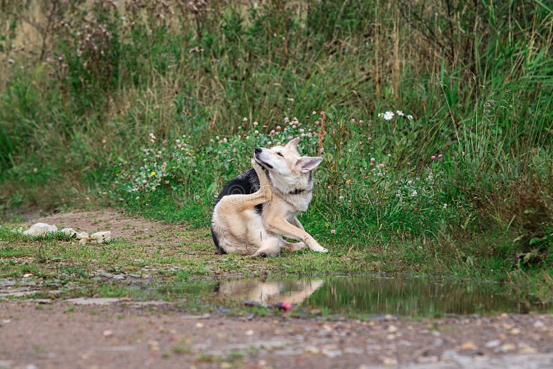 Focused Dog Scratching Muzzle in Nature. Cloudy Day Stock Photo Image
