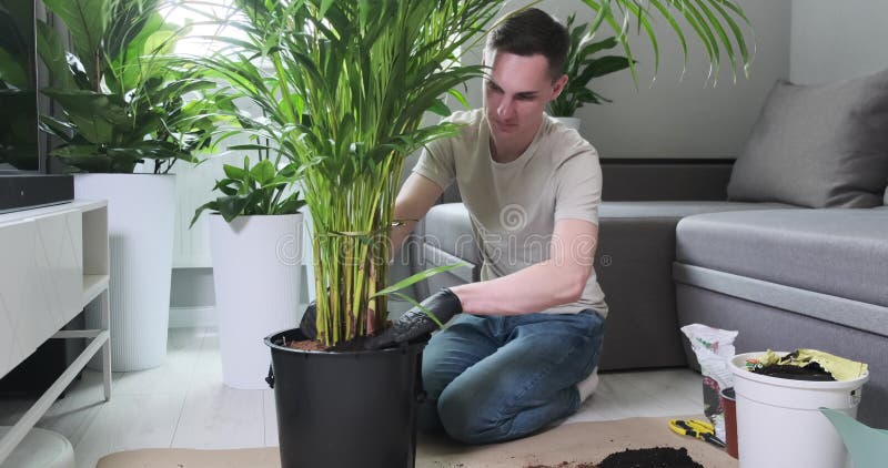 Om concentrat care plantează un palmier într-un vas mare și care adaugă sol stock video footage
