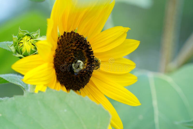 Foder och pollinat på solblommor under sommaren. Under sommaren utfodrar humlor och pollinat med solblommor för att hjälpa blommorna att börja äta.