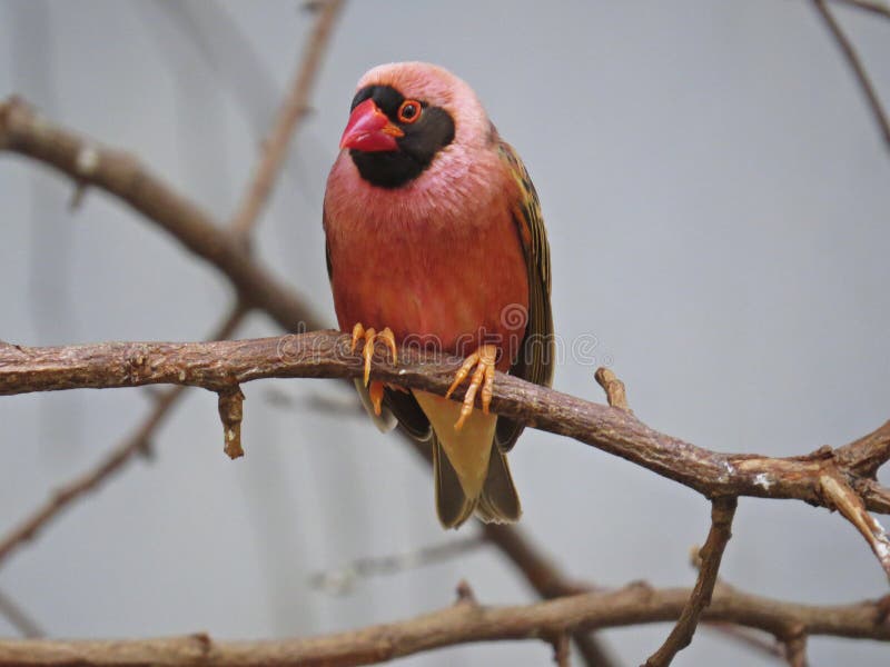 Fody cardinal vermelho delicado pequeno bonito ou pássaro fêmea comum de Fody que sentam-se no ramo foto de stock Fody cardinal vermelho delicado pequeno bonito ou pássaro fêmea comum de Fody que sentam-se no ramo foto de stock