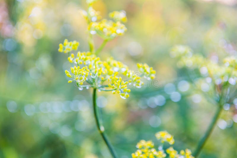 Foeniculum vulgare Mill commonly called fennel has been used in traditional medicine for a wide range of ailments related to digestive, endocrine, reproductive, and respiratory systems. It is a hardy, perennial herb with yellow flowers and feathery leaves. Foeniculum vulgare Mill commonly called fennel has been used in traditional medicine for a wide range of ailments related to digestive, endocrine, reproductive, and respiratory systems. It is a hardy, perennial herb with yellow flowers and feathery leaves.