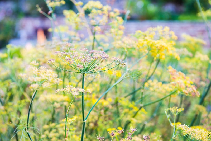 Foeniculum vulgare Mill commonly called fennel has been used in traditional medicine for a wide range of ailments related to digestive, endocrine, reproductive, and respiratory systems. It is a hardy, perennial herb with yellow flowers and feathery leaves. Foeniculum vulgare Mill commonly called fennel has been used in traditional medicine for a wide range of ailments related to digestive, endocrine, reproductive, and respiratory systems. It is a hardy, perennial herb with yellow flowers and feathery leaves.