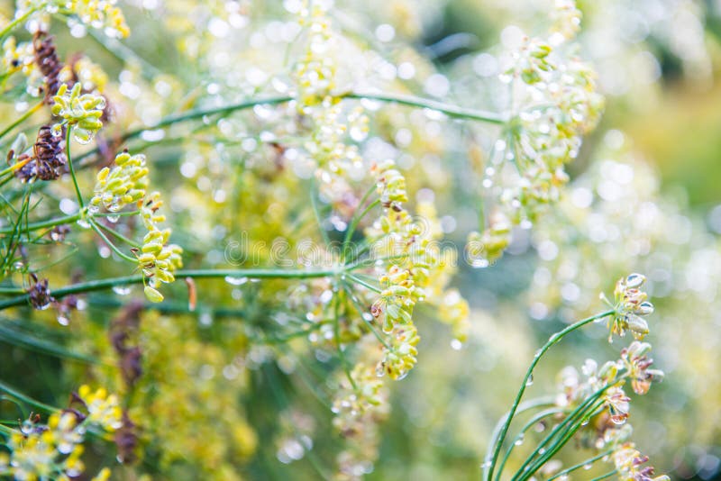 Foeniculum vulgare Mill commonly called fennel has been used in traditional medicine for a wide range of ailments related to digestive, endocrine, reproductive, and respiratory systems. It is a hardy, perennial herb with yellow flowers and feathery leaves. Foeniculum vulgare Mill commonly called fennel has been used in traditional medicine for a wide range of ailments related to digestive, endocrine, reproductive, and respiratory systems. It is a hardy, perennial herb with yellow flowers and feathery leaves.