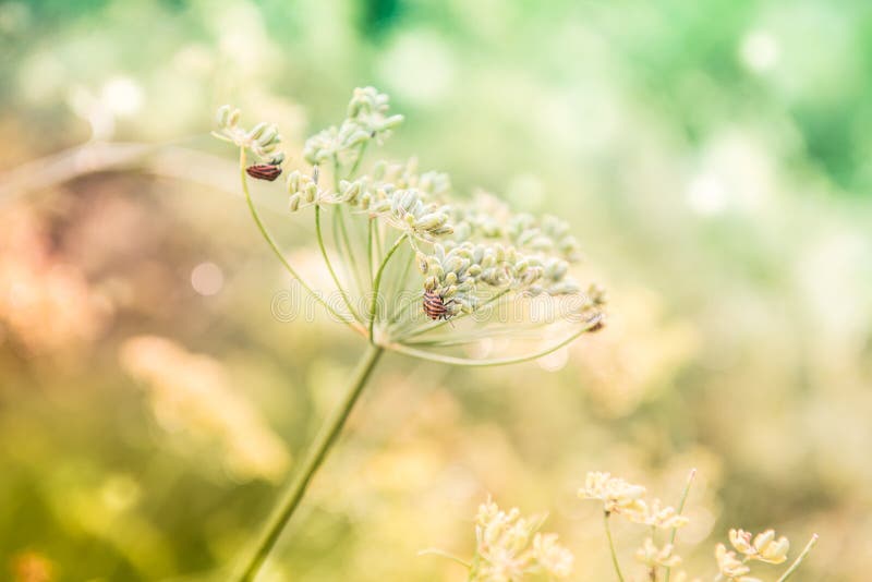 Foeniculum vulgare Mill commonly called fennel has been used in traditional medicine for a wide range of ailments related to digestive, endocrine, reproductive, and respiratory systems. It is a hardy, perennial herb with yellow flowers and feathery leaves. Foeniculum vulgare Mill commonly called fennel has been used in traditional medicine for a wide range of ailments related to digestive, endocrine, reproductive, and respiratory systems. It is a hardy, perennial herb with yellow flowers and feathery leaves.