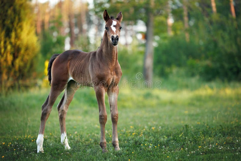Potro fofo e curioso em pé num campo de verão fotos de stock royalty free