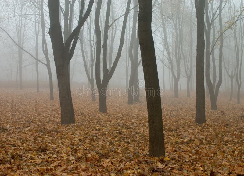 Fog in the autumn forest.