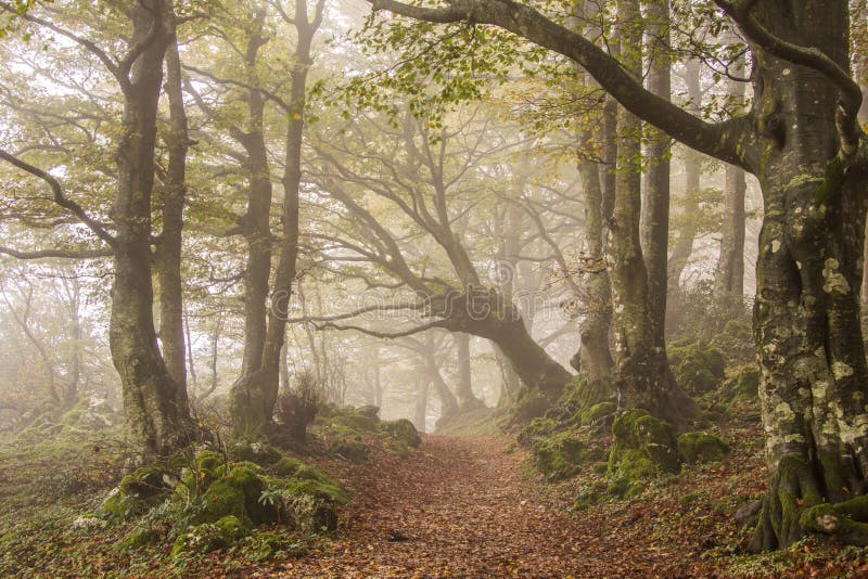 Fog in the autumn forest