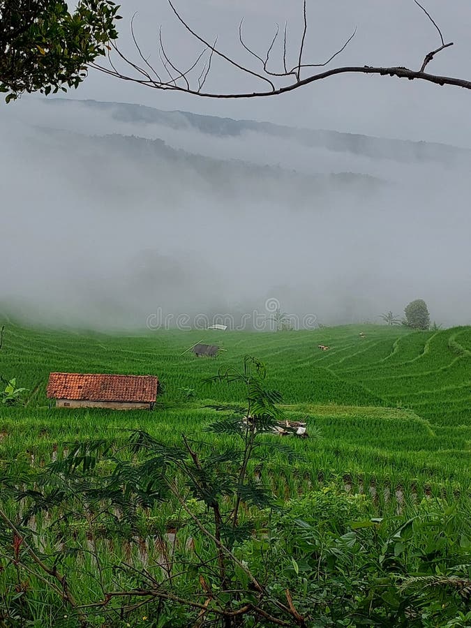 Fog Blanketed the Morning Atmosphere in the Middle of the Rice Fields