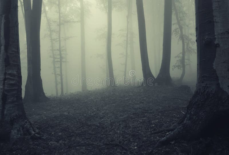 Nebbia in una selva oscura.