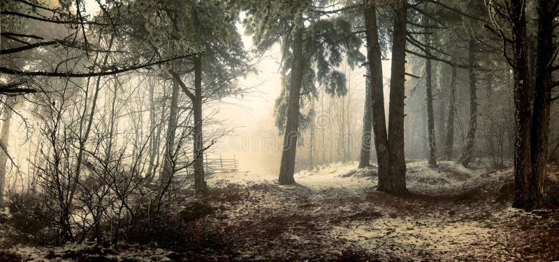 Fog in the forest stock photography Fog in the forest stock photography
