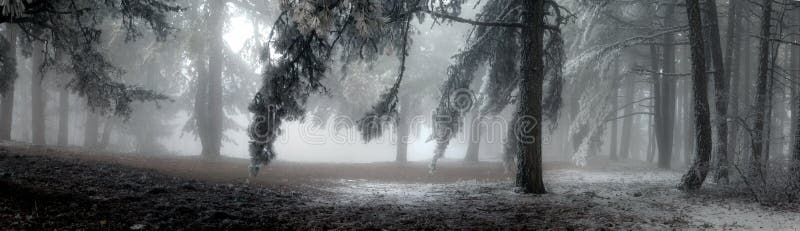 Niebla en Bosque ,,.